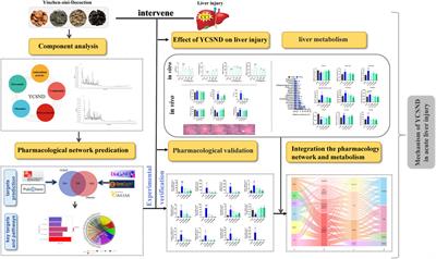 Integrated network analysis and metabolomics reveal the molecular mechanism of Yinchen Sini decoction in CCl4-induced acute liver injury